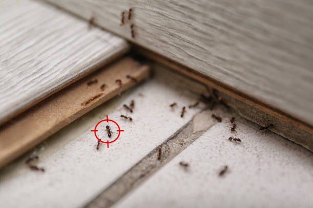  Lewisville, TX Pest Control Pros